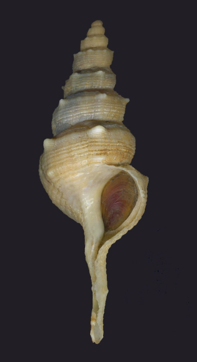 Muricidae